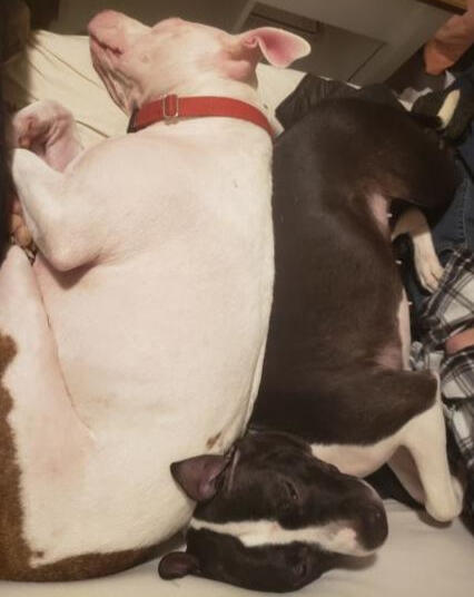 a white pit bull with brown spots and a smaller black and white pit bull