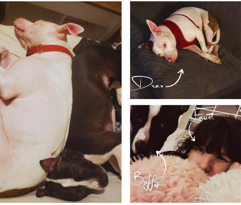a white pit bull with brown spots and a smaller black and white pit bull